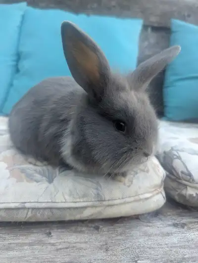 plusieurs bébé lapin, View more