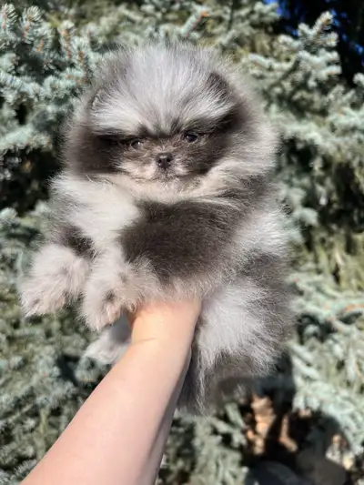 Reserved! Tiny blue merle female Pomeranian, View more