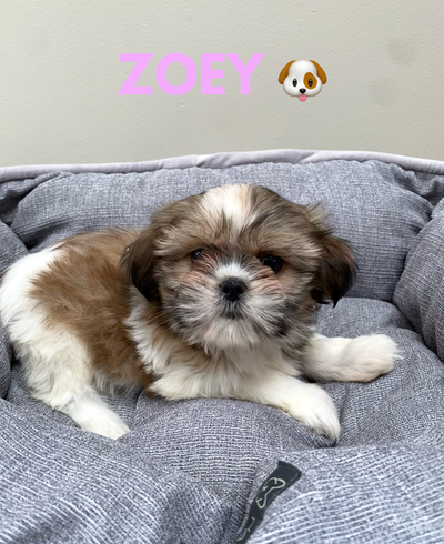 Shih Tzu Puppies * * Ready to go home * *, View more