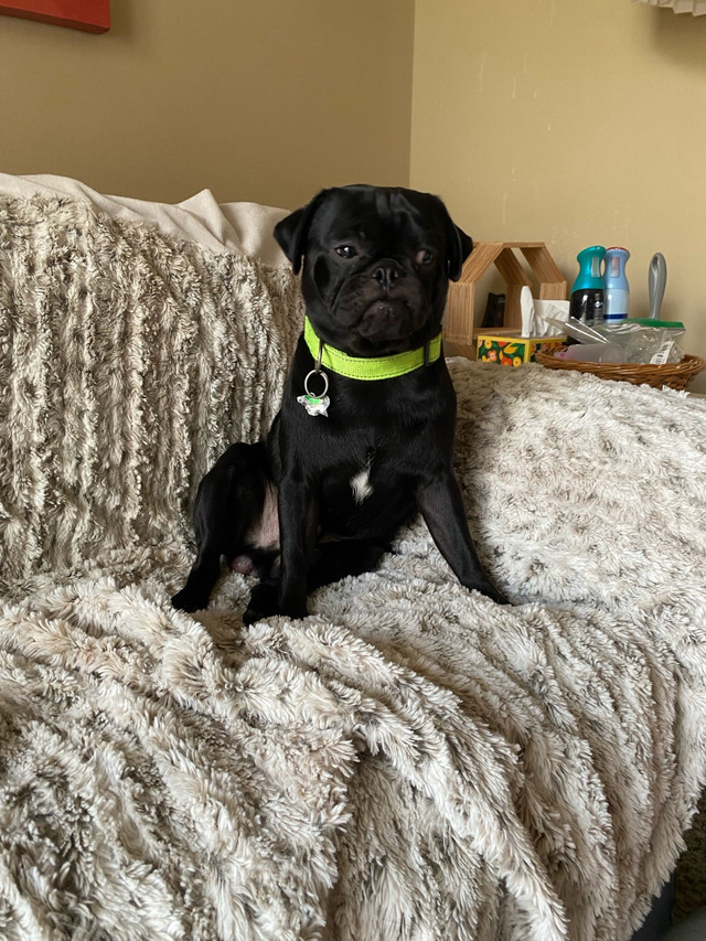 Full grown year old pugs in Dogs & Puppies for Rehoming in Edmonton - Image 2