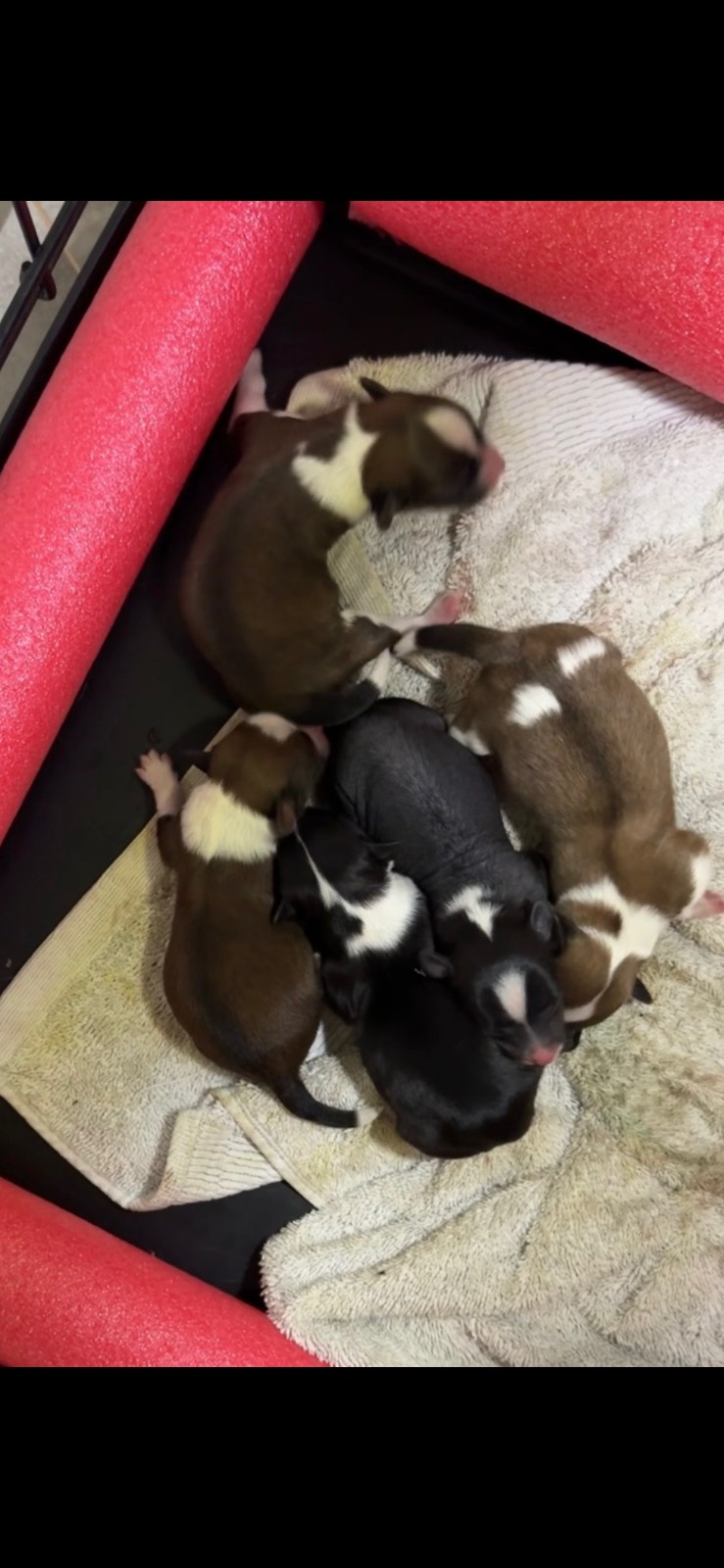 Pappilion x Chinese crested puppies | Dogs & Puppies for Rehoming ...
