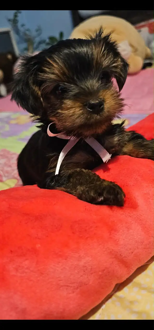 Yorkshire Terrier  puppies in Dogs & Puppies for Rehoming in City of Toronto - Image 6