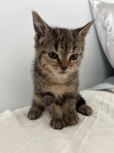 Adorable 10-week-old kittens looking for loving homes , View more