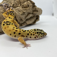 Gecko léopard Tangerine het Rainwater