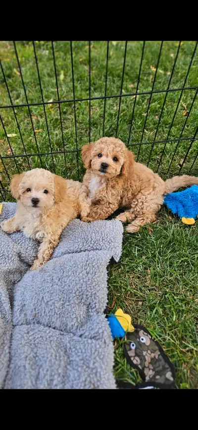 Maltipoo Puppies, 2 boys, View more
