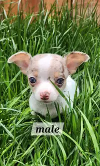 Chiots chihuahua, male 900$et femelle 1000$