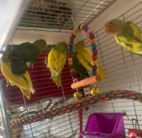 4 baby lovebirds ready for homes!