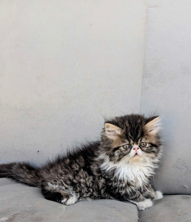 ONE MALE LEFT Purrfect Persian Kittens in Cats & Kittens for Rehoming in Edmonton - Image 2