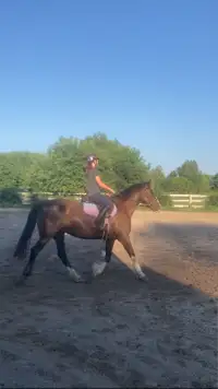 ISO riding horse