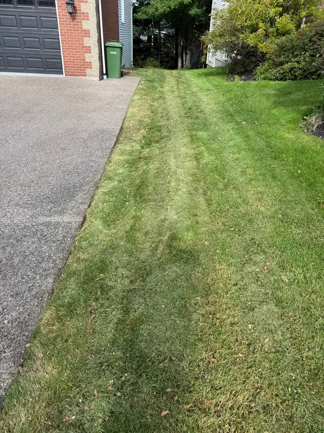 fall cleanup/ leaves removal569705120128061446