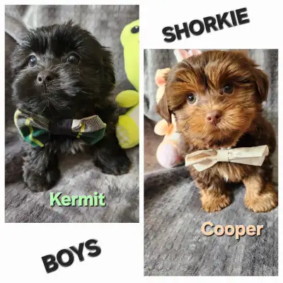 PUPPIES ARE LOCATED IN FORT QU'APPELLE SASK .... DELIVERY TO SASKATOON & EDMONTON APRIL 4th/5th WEEK...