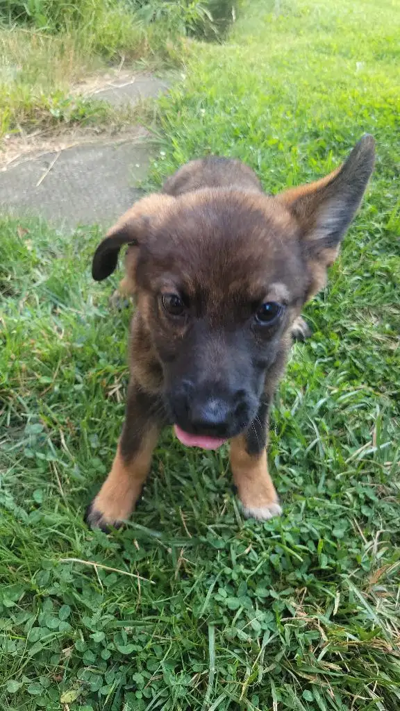 Female Czech Shepherd in Dogs & Puppies for Rehoming in City of Toronto - Image 4