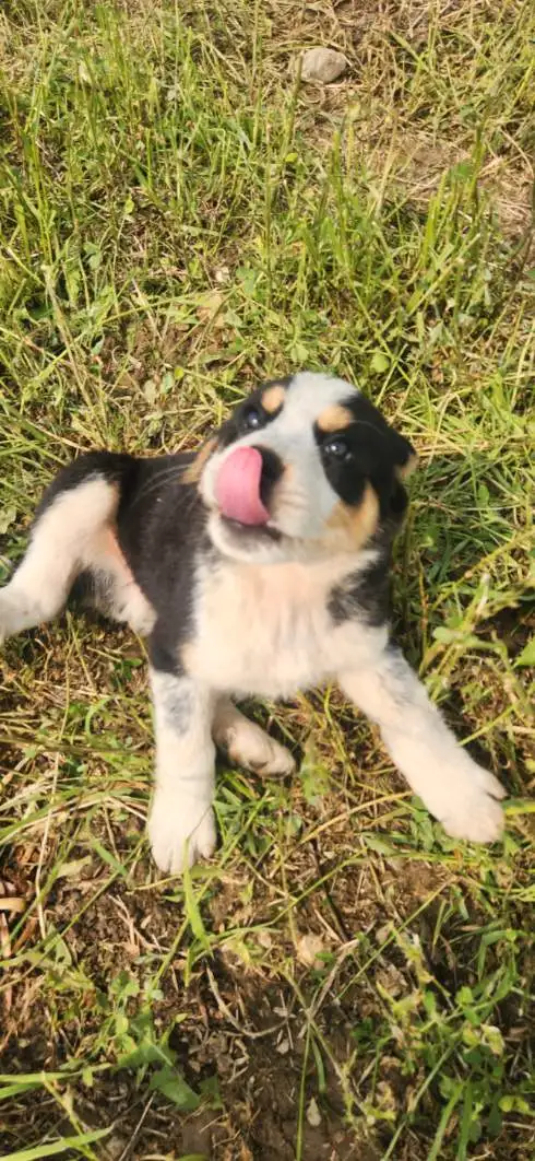 Bernese Mountain Akbash Puppies in Dogs & Puppies for Rehoming in Stratford - Image 3