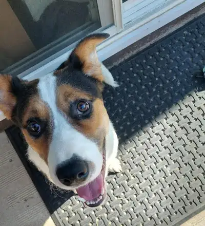 Looking for my forever home  my name is panda, View more