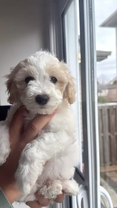 Two Toy bichon Poodle Pup’s, View more