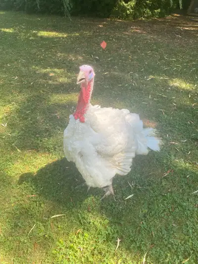 Farm fresh Christmas no antibiotics turkeys available Dec 23 late afternoon for pick up I only have...