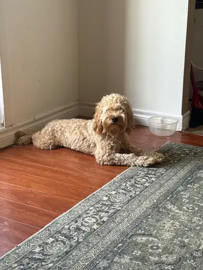 mini cockapoo 8 months puppy, View more