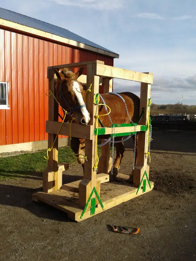 Horse shoeing  stocks in Horses & Ponies for Rehoming in Owen Sound - Image 3