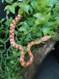 Bébé serpent  de blé (cornsnake)