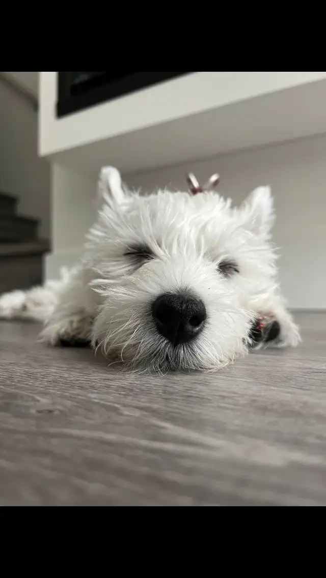 WESTIE PUPS in Dogs & Puppies for Rehoming in Richmond - Image 6