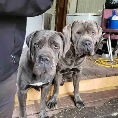 Cane Corso Puppies, View more