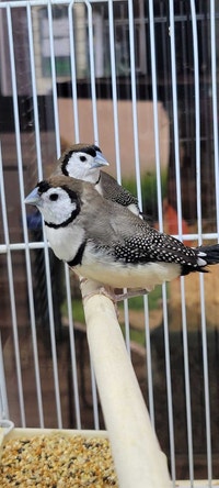 owl finches Kawartha Lakes Peterborough Area Preview