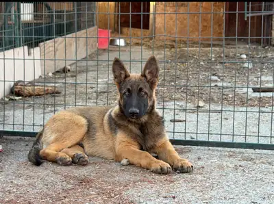 This 3-month-old black and tan German Shepherd isn't just cute—he comes from greatness. With an IPG3...
