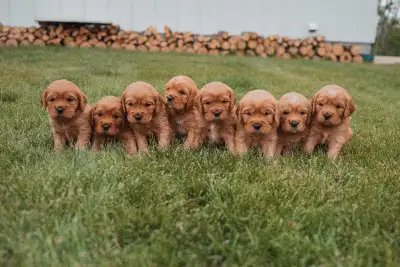 Golden Cavaliers (Mini Golden Retriever), View more
