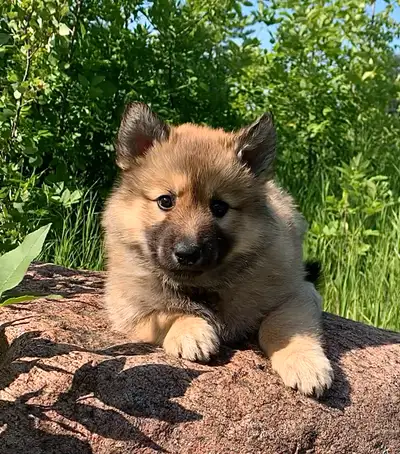 The Ultimate Shepsky(Tamaskan), View more