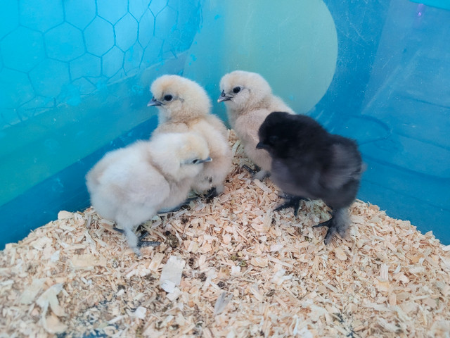 Silkie hatching eggs in Livestock in Leamington - Image 3