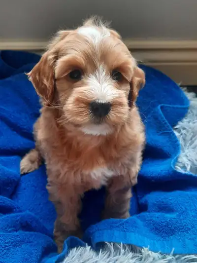 Please call or text 647 467 9914 to contact. Mini Goldendoodle puppies. 3 males 3 females. Vet check...