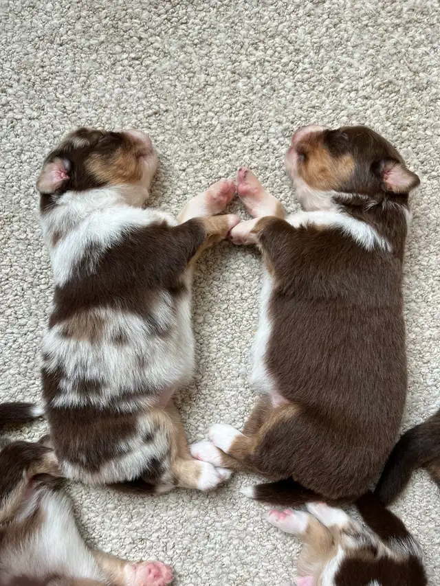 Beautiful purebred Australian Shepherd Spring break puppies. in Dogs & Puppies for Rehoming in Chilliwack - Image 3