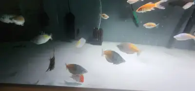 Rainbow fish for sale, View more