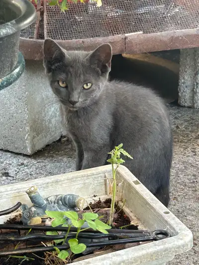 kittens for sale , View more