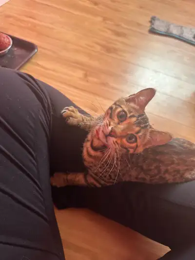 Apexpride Bengals has 3 kittens available 2 brown spotted males 1 brown marble male Discount for 2…...