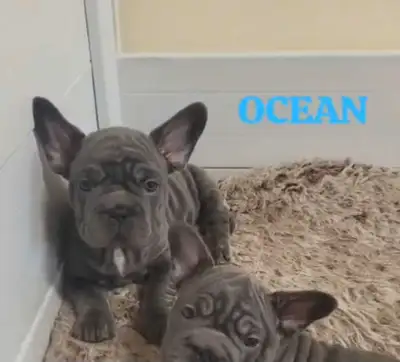 Top Qty French Bulldog puppies Solid Blue Blue Blue!, View more