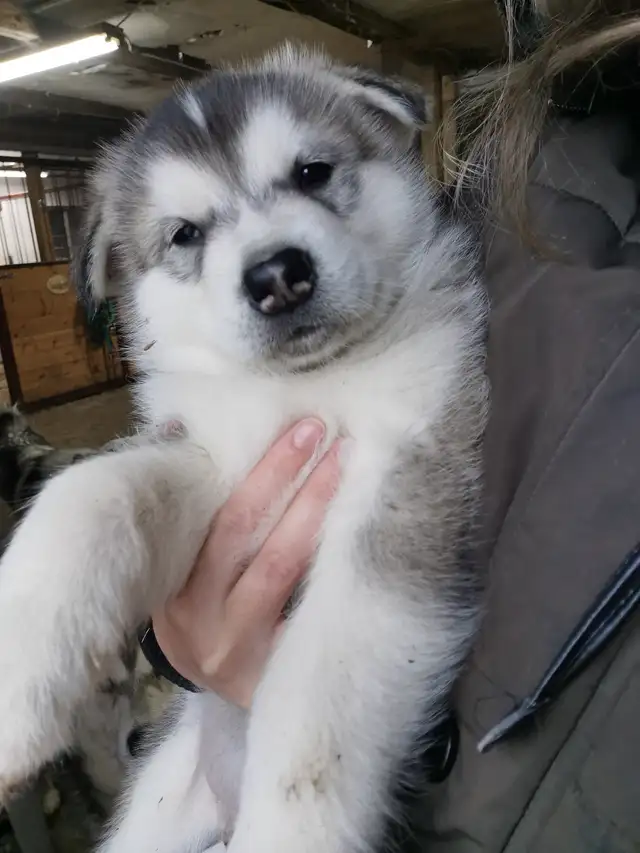 Male Alaskan Malamute/Malamute d’Alaska mâle in Dogs & Puppies for Rehoming in Gatineau - Image 11