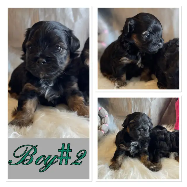 ❤️Gorgeous Toy Maltipoo Puppies One left ❤️ in Dogs & Puppies for Rehoming in Chilliwack - Image 4