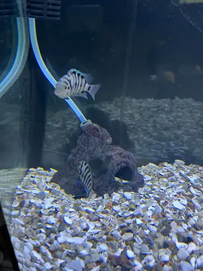 Convict Cichlids $5 each 3 - 4 inches
