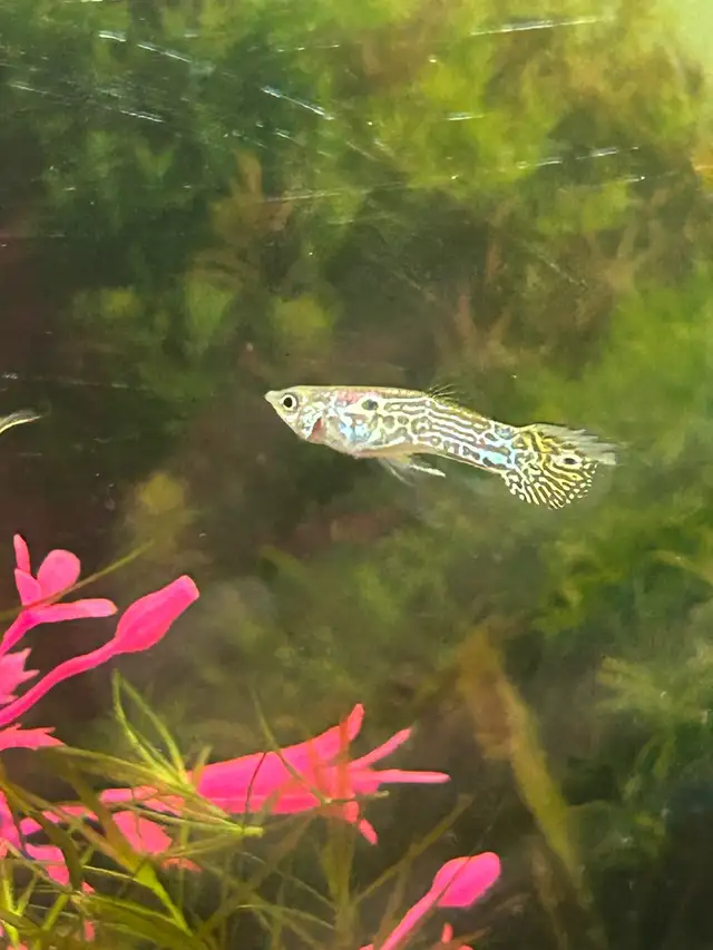Beautiful Cobra guppy fish in Fish for Rehoming in Richmond - Image 3