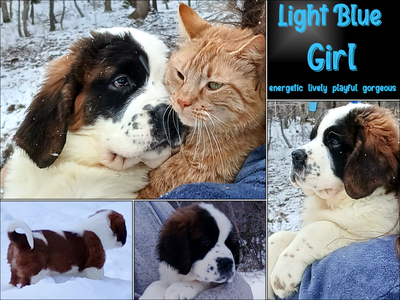 St. Bernard Puppies. All reserved. Join our waiting list!, View more