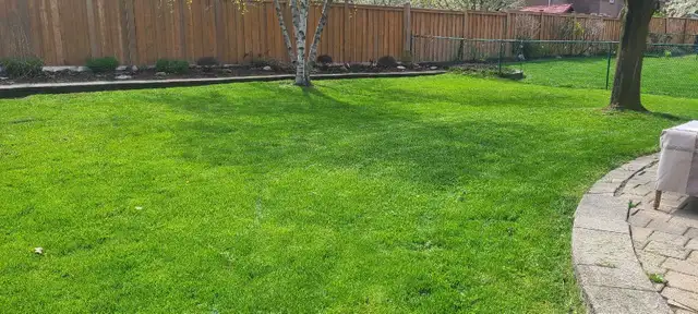 Grass cutting service in Peel and Halton region in Lawn, Tree Maintenance & Eavestrough in Mississauga / Peel Region - Image 3