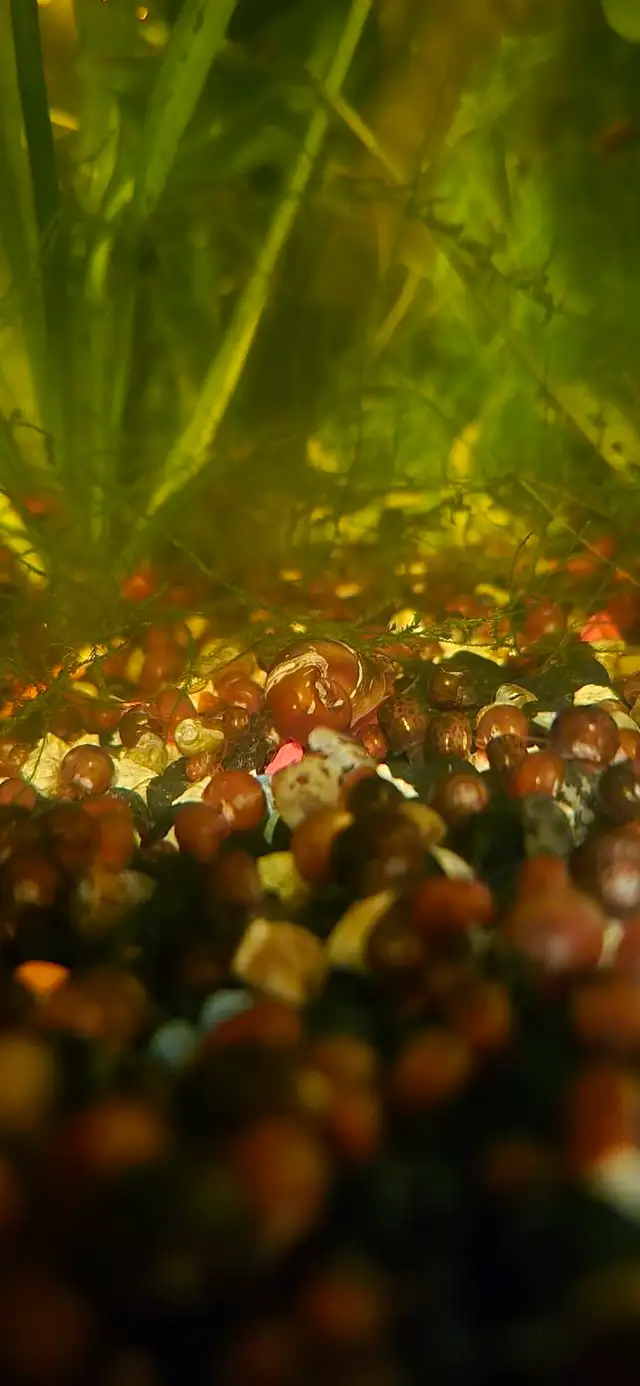 Snails for Sale in Fish for Rehoming in Moncton - Image 3