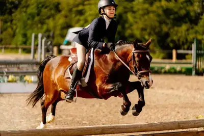 small pony for sale or lease, View more