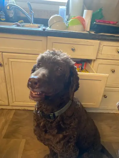 Looking for a pet friendly house to rent long term fenced yard older labradoodles Professional coupl...