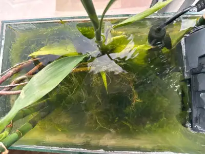 Willing to for take free shrimps or low price, View more