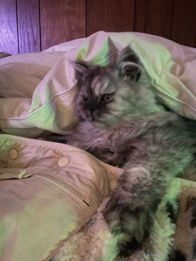 ❤️LOVECATS TICA reg. Cattery:  Persian Himalayans and Himalayans