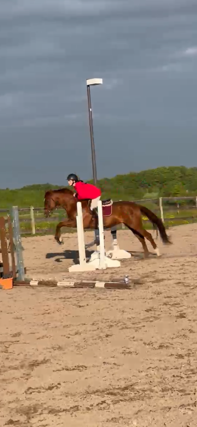 Horse for sale, lease or free lease, View more