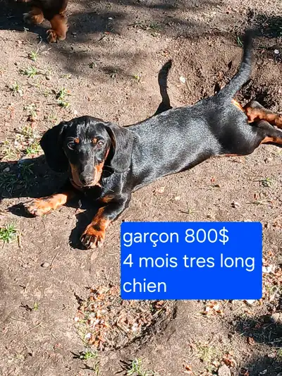 Jolis petits coco se cherchent une famille pour la vie élever en milieu familial avec beaucoup d amo...