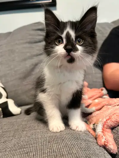 Ragdoll mix kitten rehoming, View more